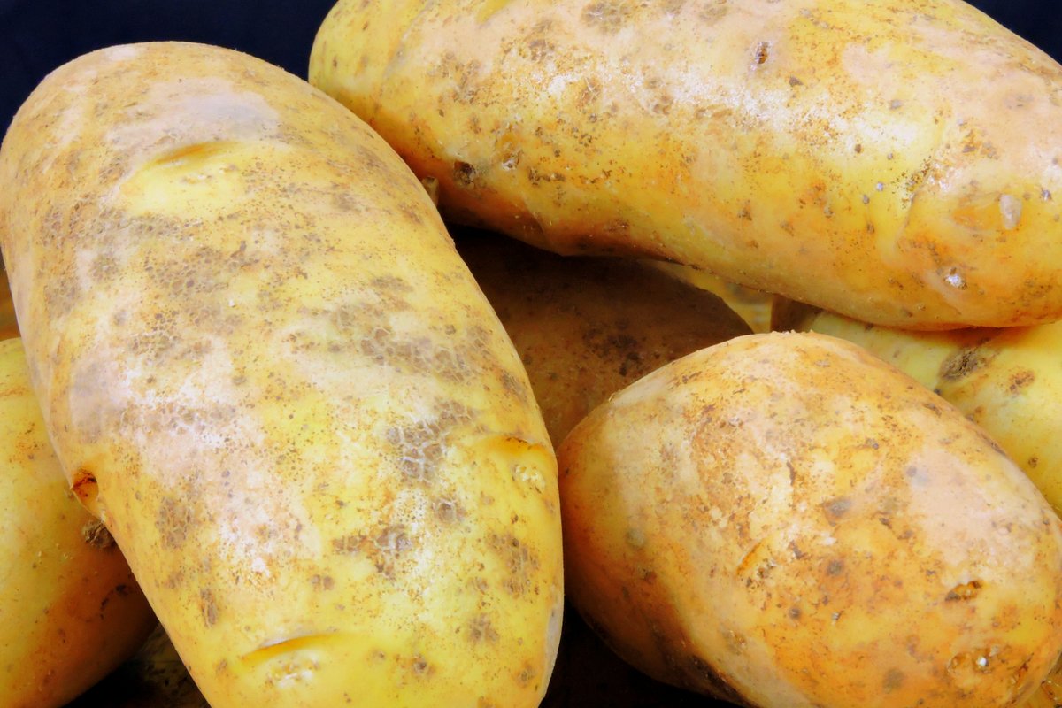Potatoes, the heart of poutine