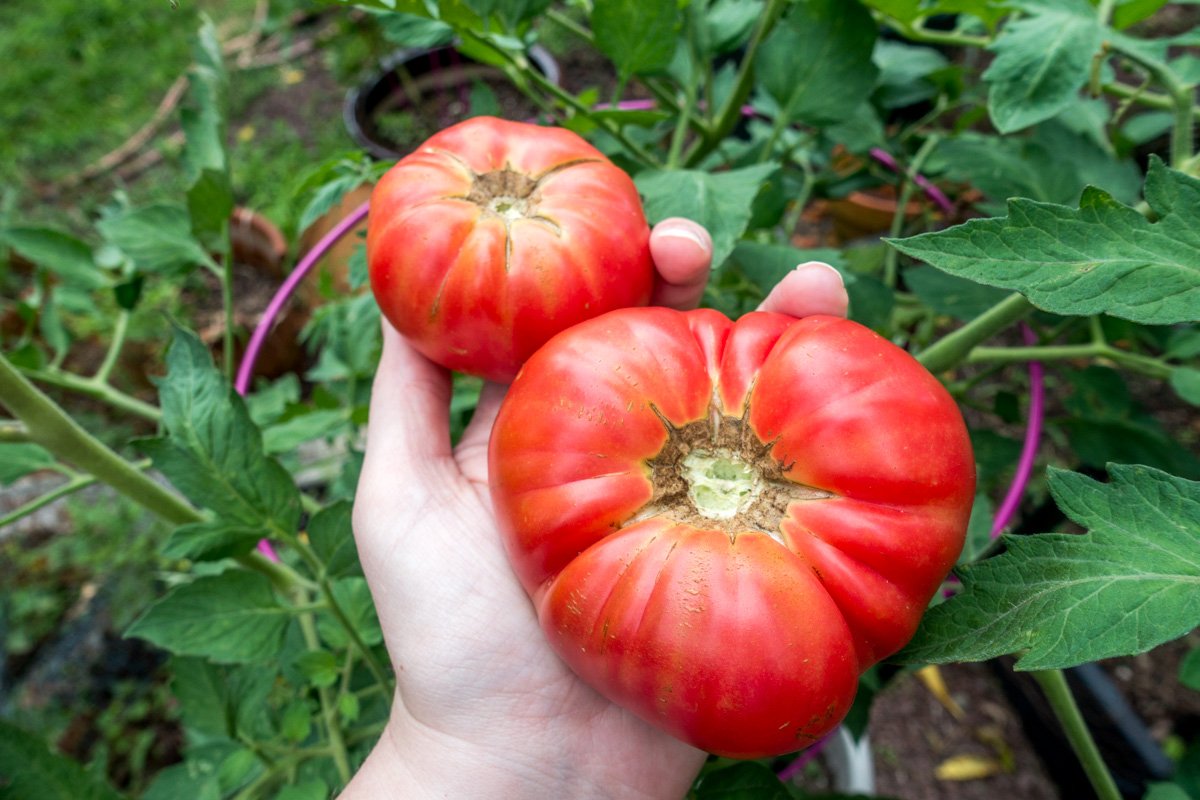 Mortgage Lifters or German Johnsons are among the best tasting tomatoes for sandwiches