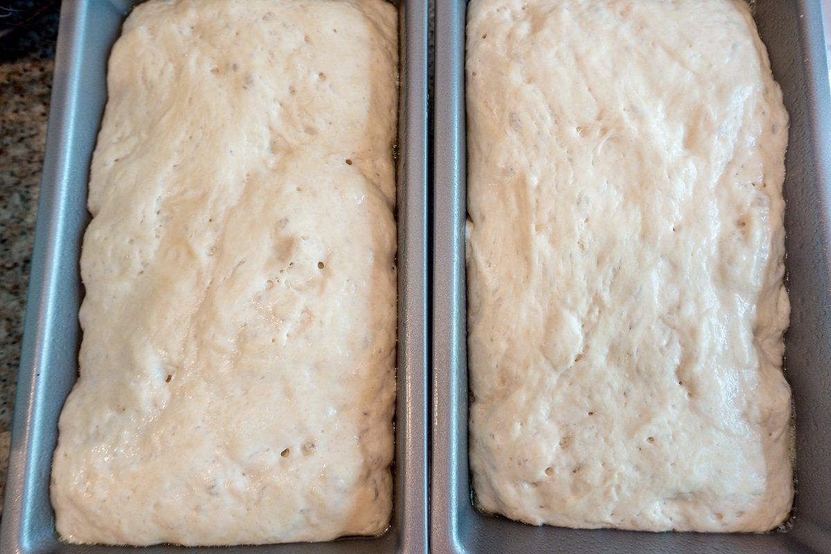 Let the no knead dough rise in the pans